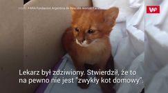 Usłyszała miauczenie w trawie. Dopiero później dowiedziała się, co zabrała do domu