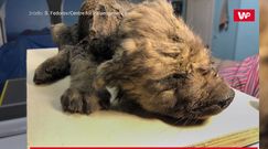 Szczenię sprzed 18 tys. lat. Niezwykłe odkrycie Szwedów