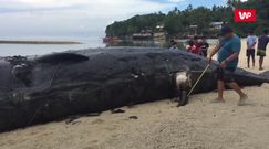 Najpierw poczuli smród. Na plaży leżał 12-metrowy "potwór"