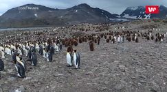 Ogromne stado pingwinów. Nagranie podbija Internet