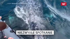 Niezwykłe spotkanie. Oko w oko z pływaczem szarym