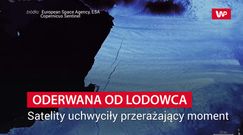 Góra oderwana od lodowca. Satelity uchwyciły przerażający moment