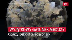 Wyjątkowy gatunek meduzy. Oparzy bez dotknięcia ofiary