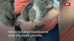 Osierocony koala tuli pluszowego misia. Wzruszające nagranie