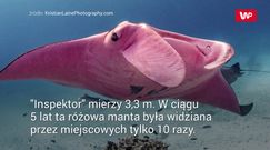 Spotkał diabła morskiego. Tego się nie spodziewał