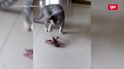 Kot kontra homar. Pierwsze spotkanie