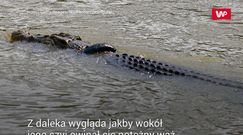 Krokodyl w oponie. Szukają chętnego do uwolnienia gada