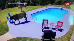 Krowa w basenie. Kuriozalne nagranie z Alabamy