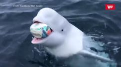 Przyjacielska białucha. Urocze nagranie podbija Internet