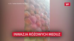 Inwazja różowych meduz. Przejęły plaże i wody przybrzeżne