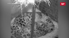 Nocne przytulanie. Słodkie leopardy podbijają internet
