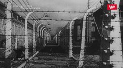 Uratował tysiące więźniów Auschwitz. Józef Bellert. Lekarz i bohater