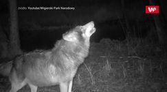 Wilczy zew. Niesamowite nagranie z fotopułapki
