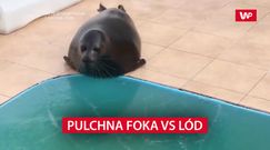 Pulchna foka kontra lód