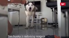 Nieufny pies. Spodziewał się, co go czeka