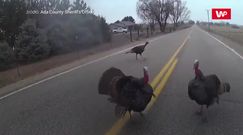 Policjant kontra indyki. Nietypowa interwencja