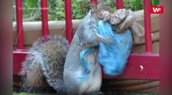 Z plastikiem do dziupli. Ta wiewiórka zadziwiła cały świat