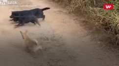 Jaszczurka kontra psy. Nie przestraszyła się całej watahy