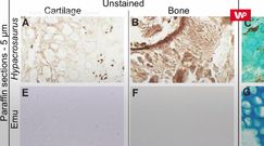 DNA sprzed 75 mln lat. Zaskakujące odkrycie u dinozaura