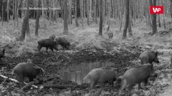 Wataha dzików. Nagranie z fotopułapki