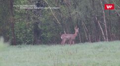 Poranna gimnastyka. Nagranie z Nadleśnictwa Baligród
