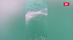 Zabawa z różowymi delfinami. Rzadkie zwierzęta w wodach Tajlandii