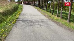 Właściwości mlecza. Zdrowy chwast z polskiej łąki