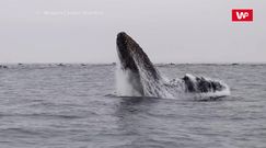 "Mały" skoczek. Urocze nagranie z Kalifornii