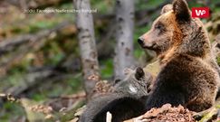 Leśne macierzyństwo. Niedźwiedzie mamy opiekują się młodymi