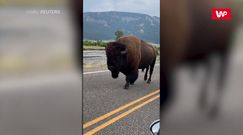 Bliskie spotkanie z bizonem. Niezwykłe nagranie z Parku Narodowego Yellowstone