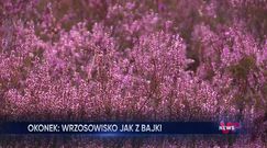 Nadchodzi jesień. Niezwykłe wrzosowisko w Okonku