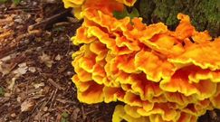 Zdrowotne właściwości grzybów. Wymiatają cholesterol z organizmu