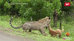 Ataki na impale. Nagrania z safari w Parku Narodowym Krugera