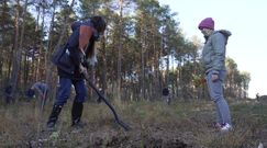 Wirtualna Polska posadziła las. Wielka akcja z fundacją Las na Zawsze