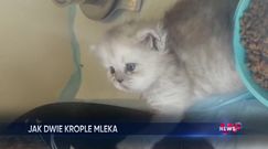 Sklonowany kot. Chińczycy pokazali go światu