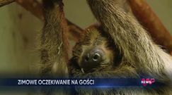 Myszojeleń w warszawskim zoo. Zobacz, jak zareagował na śnieg