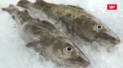 Ryby w diecie. Sprawdź, jak wybierać najlepsze dla zdrowia i planety