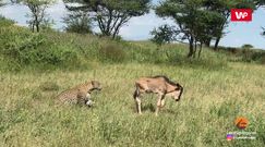 Atak lamparta na antylopę gnu z bliska. Niezwykłe nagranie z safari