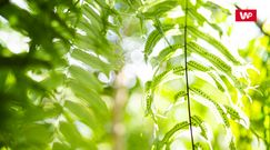 Niezwykłe właściwości paproci. Prosty trik na sprawdzenie jakości powietrza w domu