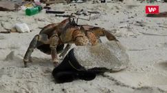Krab kradnie buty. Zaskakujące nagranie z plaży