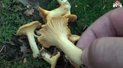 Niezwykły pieprznik jadalny. Grzyb nie tylko smaczny, ale też bogaty w witaminy