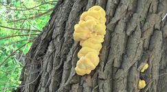 Żółciak siarkowy. Groźny grzyb atakuje drzewa liściaste
