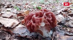 Dziwny grzyb w Bieszczadach. Leśnik pokazał go z bliska