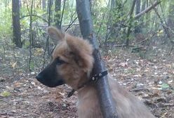 Przypiął psa do drzewa i tak zostawił. "Jak tak można?!"