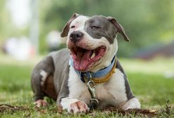 Suczka Zosia została w nocy skradziona ze schroniska. Była psem agresywnej rasy