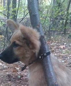 Przypiął psa do drzewa i tak zostawił. "Jak tak można?!"