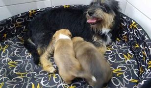 Kobieta utopiła w szambie pięć szczeniaków. "Nie miałam co z nimi zrobić"