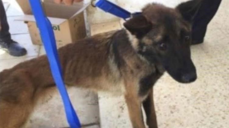 USA wysyłało psy do Jordanii. Teraz zwierzęta umierają z powodu złego traktowania 