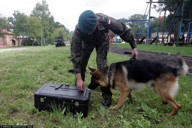 Armia będzie mogła korzystać z psów służbowych w czasie akcji ratowniczych. 
