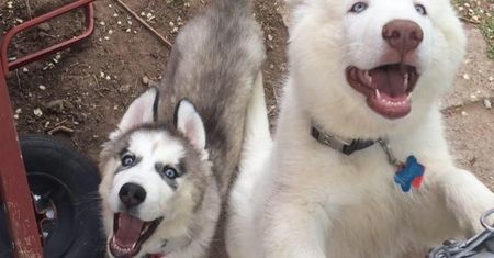 Husky odgryzł 4-latkowi rękę. Tysiące ludzi bronią psa